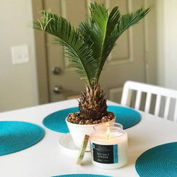 Świeca zapachowa w szkle Candle-lite CLCo - No. 28 Sea Salt Ginger
